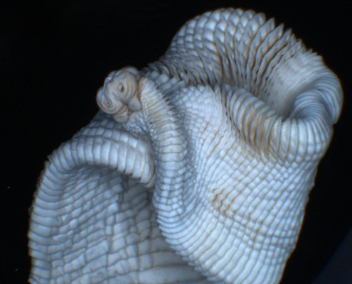 Bandwurm