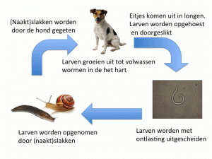 Cyclus Franse hartworm hond