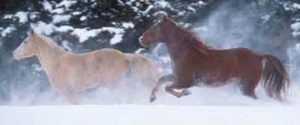 Paarden-in-sneeuw